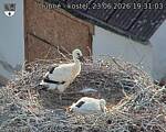 Capi_Dubne_20260623_193103.jpg