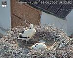 Capi_Dubne_20260623_193202.jpg