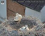 Capi_Dubne_20260623_193503.jpg