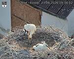 Capi_Dubne_20260623_193802.jpg