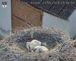 Capi_Dubne_20260623_194604.jpg