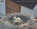 Capi_Dubne_20260623_194902.jpg
