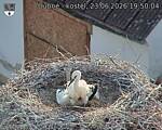 Capi_Dubne_20260623_195004.jpg