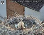 Capi_Dubne_20260623_195102.jpg