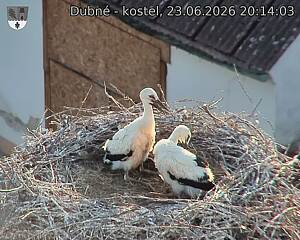 Capi_Dubne_20260623_201403.jpg (1350&nbsp;x&nbsp;1080)