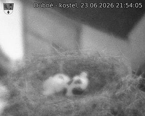 Capi_Dubne_20260623_215405.jpg (1350&nbsp;x&nbsp;1080)