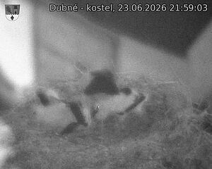 Capi_Dubne_20260623_215903.jpg (1350&nbsp;x&nbsp;1080)