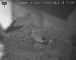 Capi_Dubne_20260624_015505.jpg