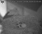 Capi_Dubne_20260624_020505.jpg