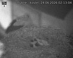 Capi_Dubne_20260624_021304.jpg