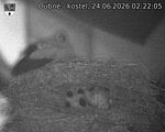 Capi_Dubne_20260624_022205.jpg