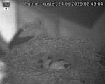 Capi_Dubne_20260624_024904.jpg