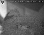 Capi_Dubne_20260624_030004.jpg