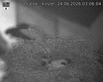 Capi_Dubne_20260624_030604.jpg