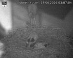 Capi_Dubne_20260624_030704.jpg