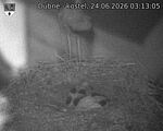 Capi_Dubne_20260624_031305.jpg