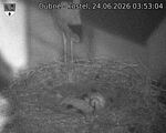 Capi_Dubne_20260624_035304.jpg