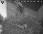 Capi_Dubne_20260624_035604.jpg