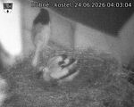 Capi_Dubne_20260624_040304.jpg