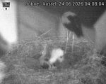 Capi_Dubne_20260624_040804.jpg
