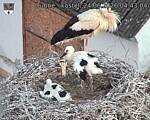 Capi_Dubne_20260624_044304.jpg