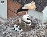 Capi_Dubne_20260624_044705.jpg