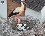 Capi_Dubne_20260624_050004.jpg