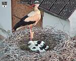 Capi_Dubne_20260624_050404.jpg