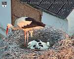 Capi_Dubne_20260624_052004.jpg