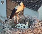 Capi_Dubne_20260624_052204.jpg