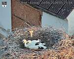 Capi_Dubne_20260624_052504.jpg