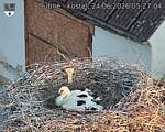 Capi_Dubne_20260624_052704.jpg