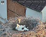 Capi_Dubne_20260624_052804.jpg