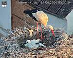 Capi_Dubne_20260624_053104.jpg
