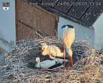 Capi_Dubne_20260624_053304.jpg