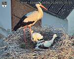 Capi_Dubne_20260624_053505.jpg