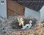 Capi_Dubne_20260624_053804.jpg