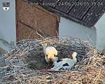 Capi_Dubne_20260624_053904.jpg