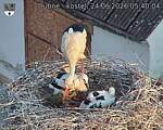Capi_Dubne_20260624_054004.jpg