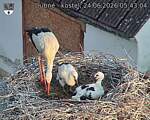 Capi_Dubne_20260624_054304.jpg