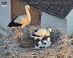 Capi_Dubne_20260624_054403.jpg