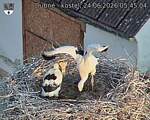 Capi_Dubne_20260624_054504.jpg
