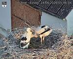 Capi_Dubne_20260624_054604.jpg