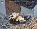 Capi_Dubne_20260624_054703.jpg