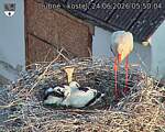Capi_Dubne_20260624_055004.jpg