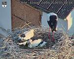 Capi_Dubne_20260624_055804.jpg