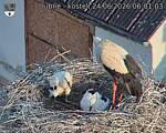 Capi_Dubne_20260624_060103.jpg