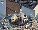 Capi_Dubne_20260624_060503.jpg