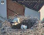 Capi_Dubne_20260624_061003.jpg