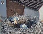 Capi_Dubne_20260624_064404.jpg